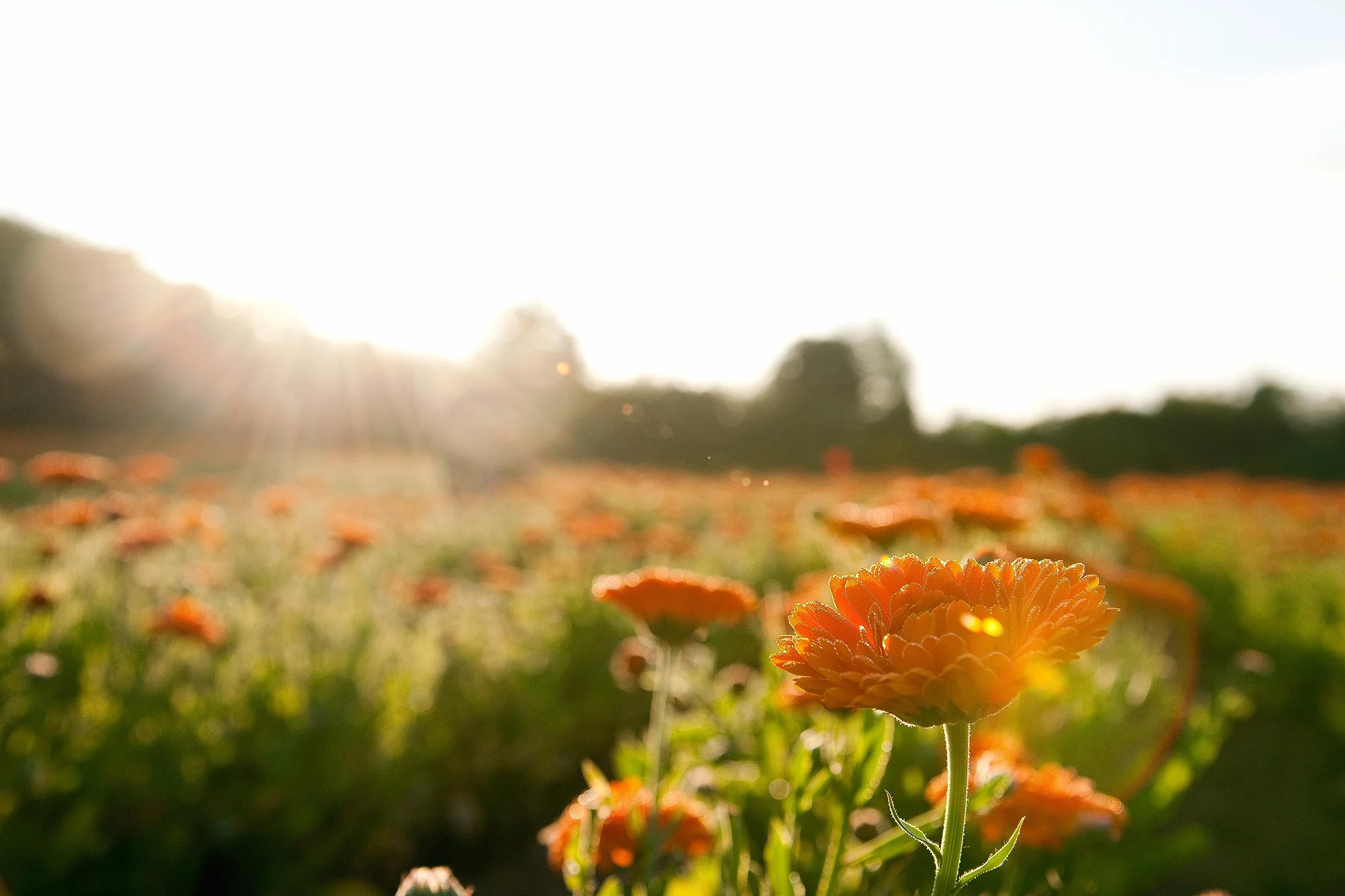 WELEDA Bio Baby Calendula magiczny balsam – naturalny kosmetyk, uniwersalny balsam do twarzy i ciała do pielęgnacji i uspokajania suchej skóry i ust. Bogaty balsam uniwersalny dla niemowląt i dzieci (1 x 25 g)