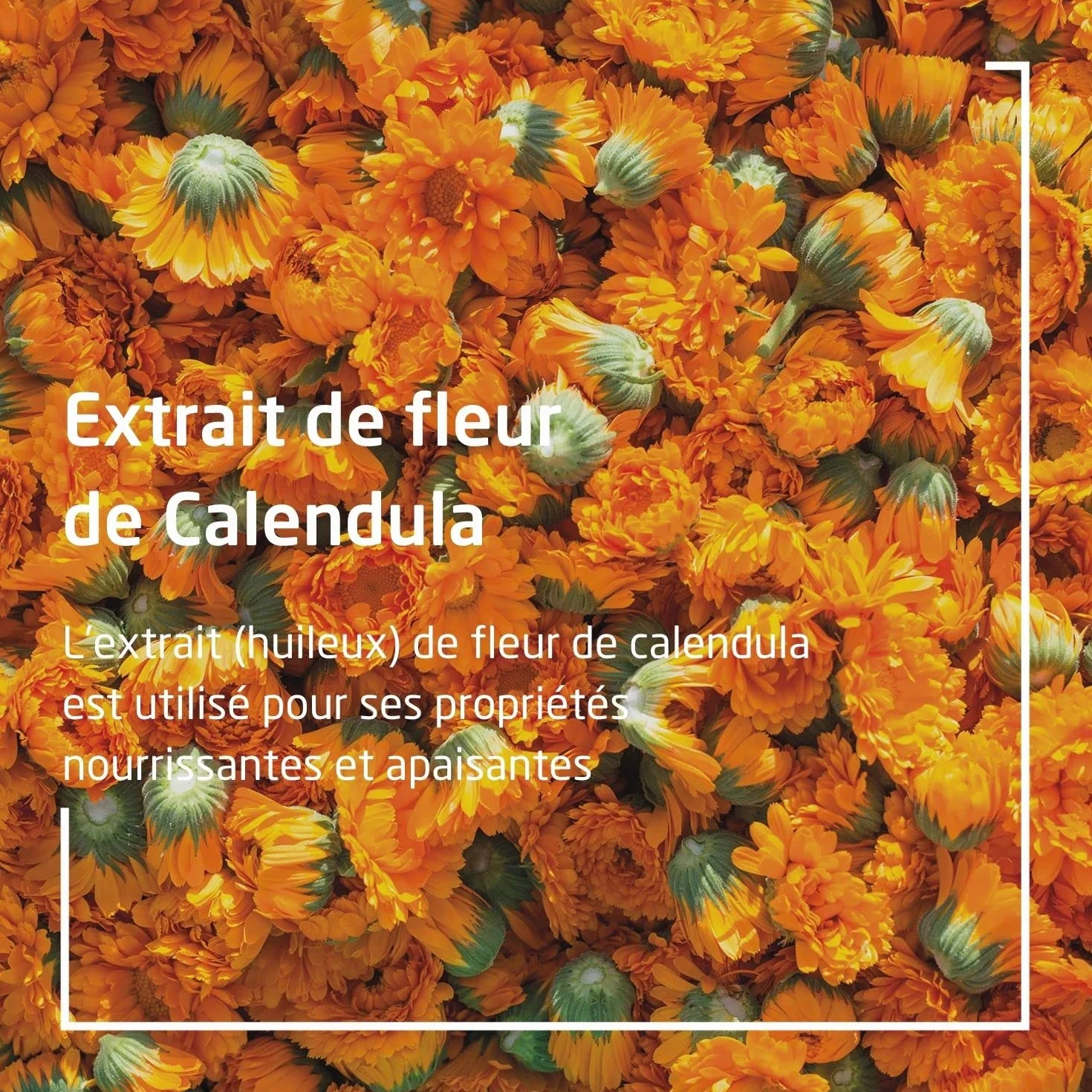 Weleda Baby Calendula krem do wymiany pieluch 2 x 75 ml
