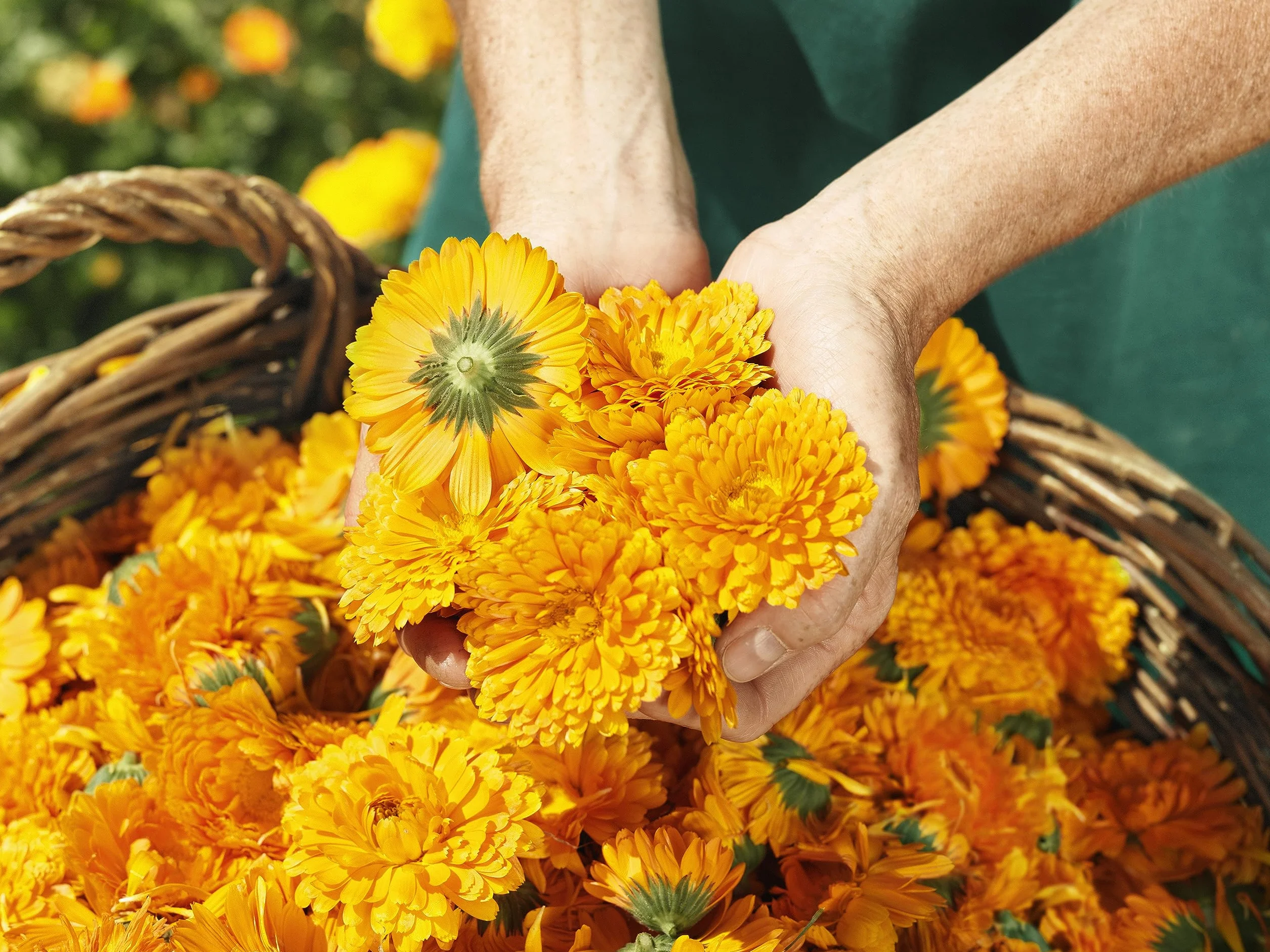 WELEDA Bio Baby Calendula magiczny balsam – naturalny kosmetyk, uniwersalny balsam do twarzy i ciała do pielęgnacji i uspokajania suchej skóry i ust. Bogaty balsam uniwersalny dla niemowląt i dzieci (1 x 25 g)
