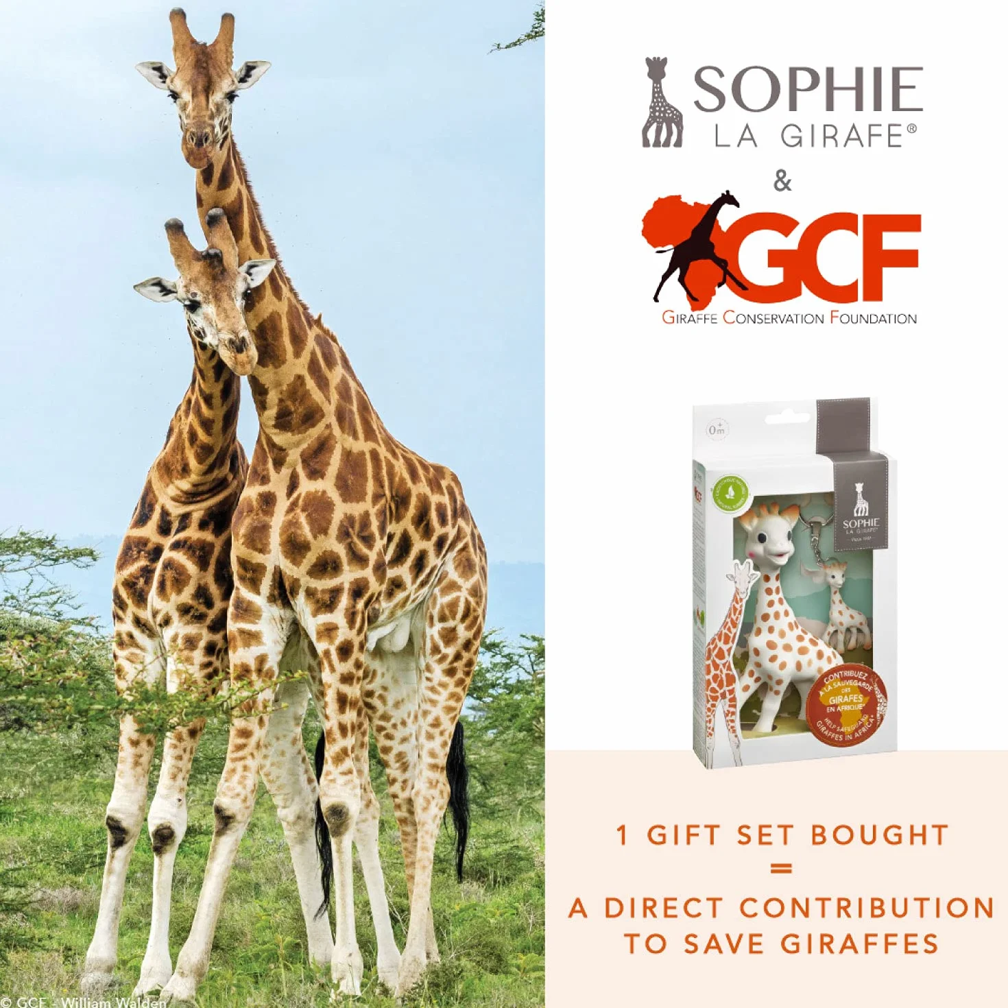 Sophie la Girafe Zestaw x GCF (Giraffe Conservation Foundation)